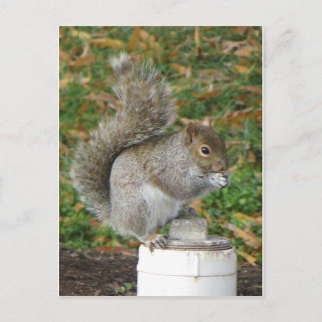 ekorre vykort (Framsida)