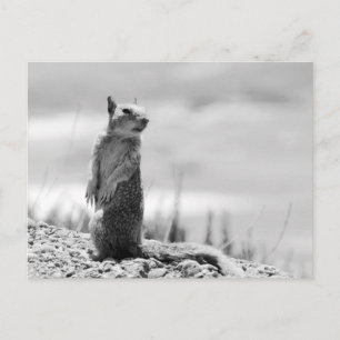 ekorre vykort
