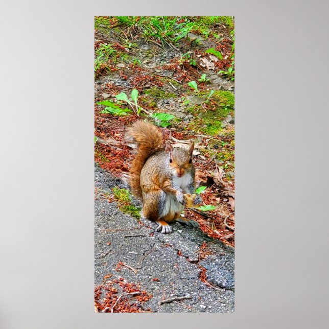 ekorreätande mat poster (Framsidan)