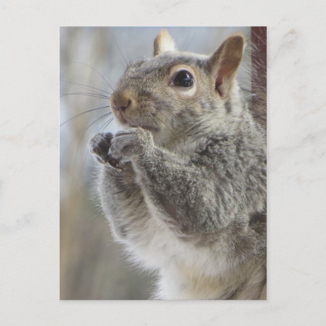 ekorreätning vykort (Framsida)