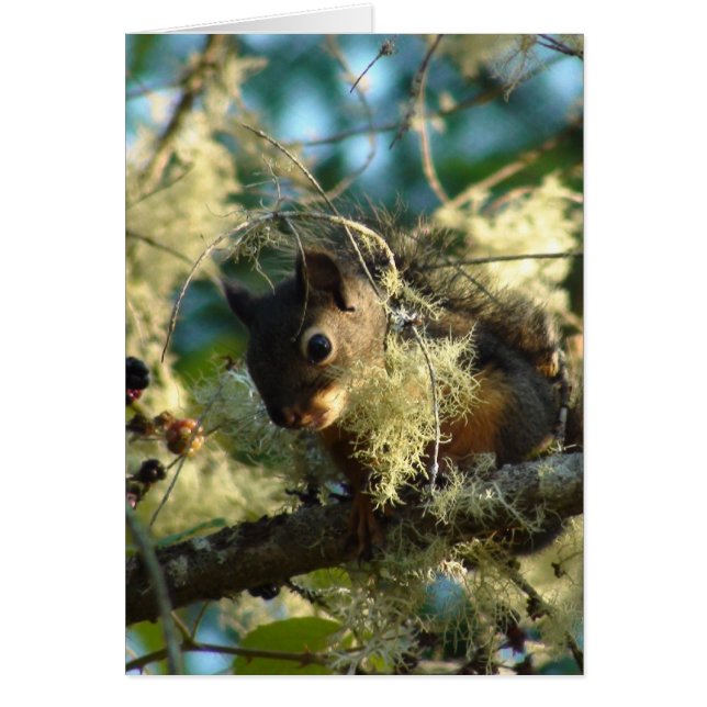 Ekorrebaby 2009 OBS kort (Framsidan)