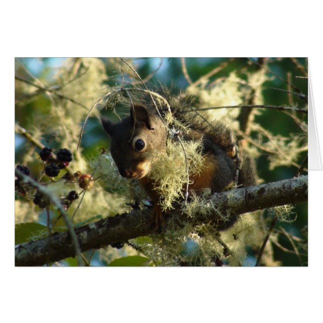 Ekorrebaby 2009 OBS kort (Framsidan Horizontal)