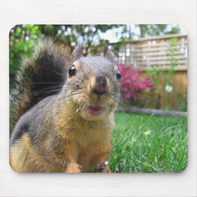 EkorreCloseup Musmatta (Framsidan)