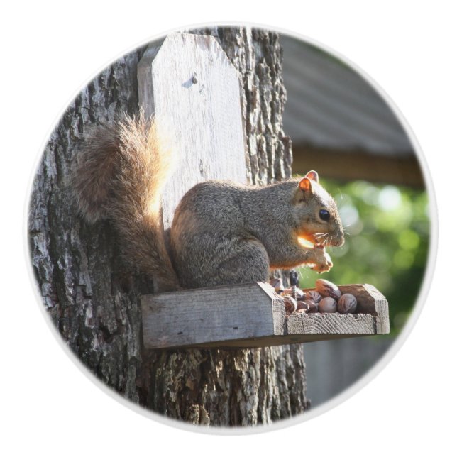 ekorreknoppar knopp (Framsidan)