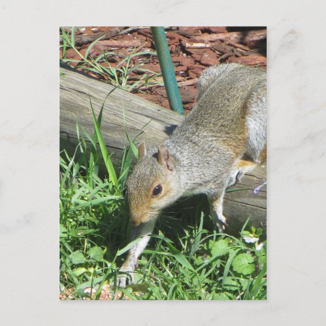 ekorrel Extending Tass Vykort (Framsida)