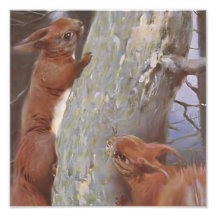EKORREN (Sciurus vulgaris)