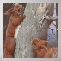 EKORREN (Sciurus vulgaris)