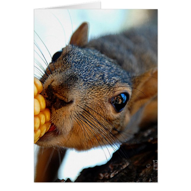 ekorreuppläsning hälsningskort (Framsidan)