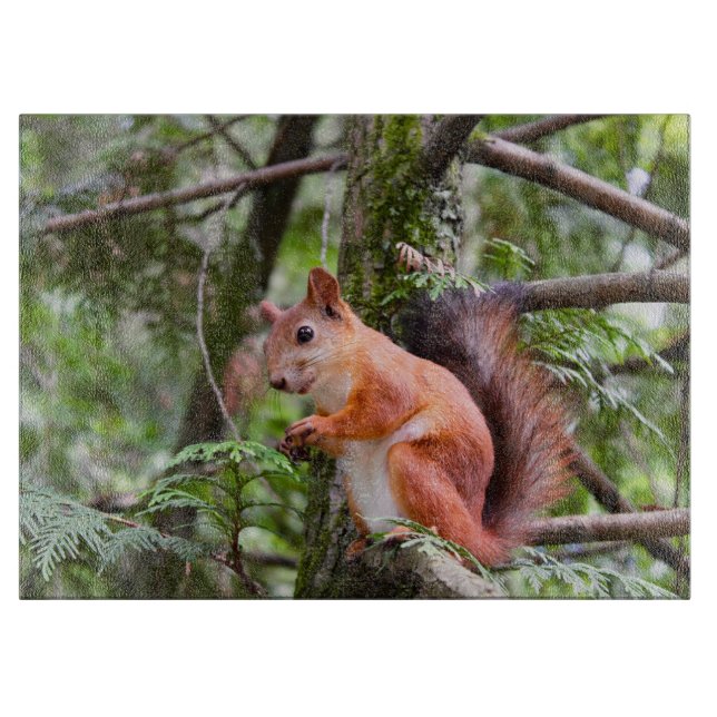 Ekorrfotografi (Framsidan)