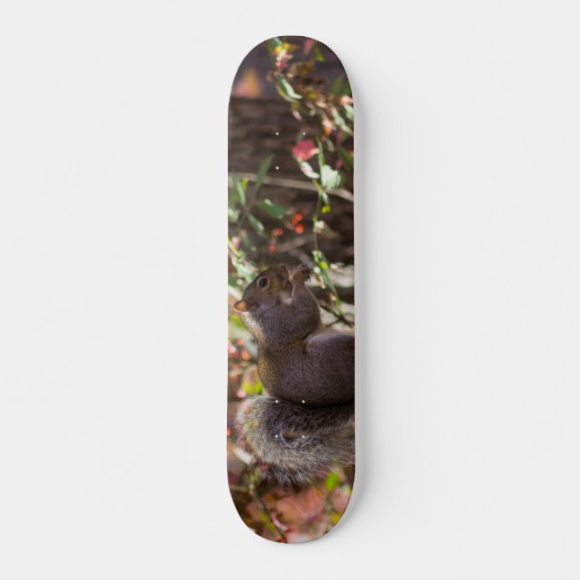 Ekorrutfodringstid Skateboard Bräda 20,5 Cm (Framsida)