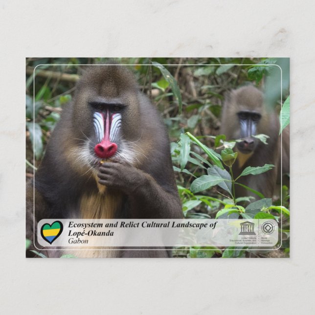 Ekosystem och kulturlandskap i Lopé-Okanda Vykort (Framsida)