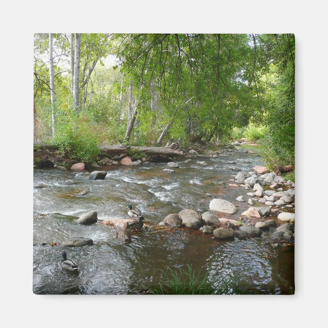 Ekström och gräsänder Naturfotografi Magnet (Framsidan)