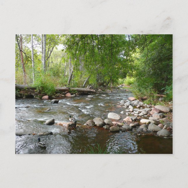 Ekström och gräsänder Naturfotografi Vykort (Framsida)