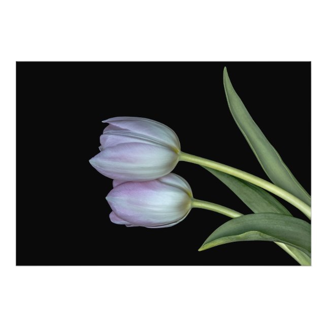 El abrazo de los tulipanes. fototryck (Framsidan)