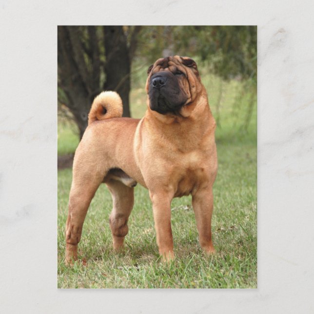 EL-JAYS-VYKORT VYKORT (Framsida)