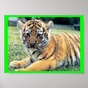 El på engelska Tigre (: Tigern) Poster