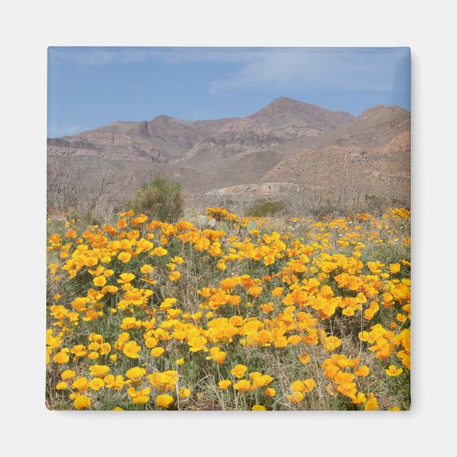 El Paso Poppies Magnet (Framsidan)