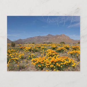 El Paso Poppies Vykort