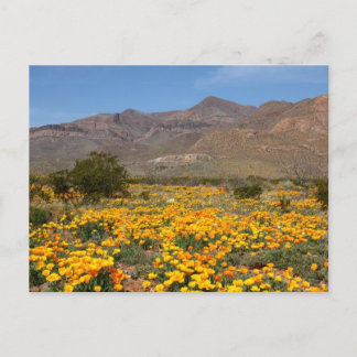 El Paso Poppies Vykort