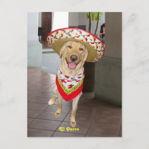 El Perro Vykort