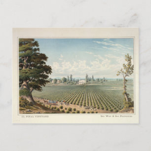 El Pinal Vineyard, San Joaquin County Vykort