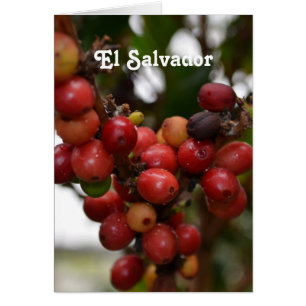 El Salvador Coffee Beans OBS Kort