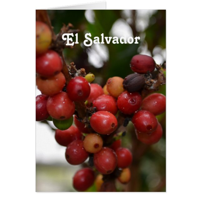 El Salvador Coffee Beans OBS Kort (Framsidan)