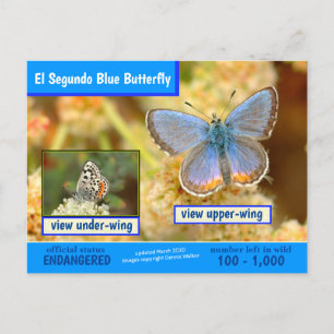 El Segundo Blue Butterfly är hotad - 3/2020 - Helg Vykort