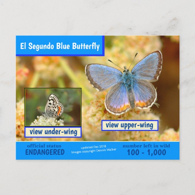 El Segundo Blue Butterfly är hotad Helg Vykort (Framsida)