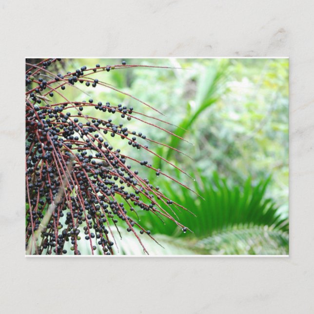 El Yunque Rain Forest Vykort (Framsida)