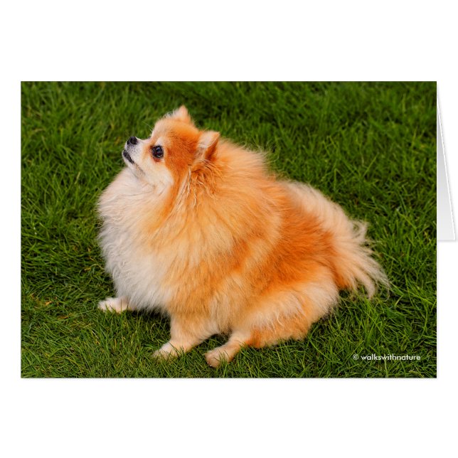 Ela, Pom Queen of the Gräsmatta Hälsningskort (Framsidan Horizontal)