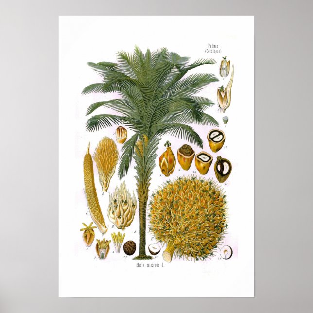 Elaeis guineensis (olja handflatan) poster (Framsidan)