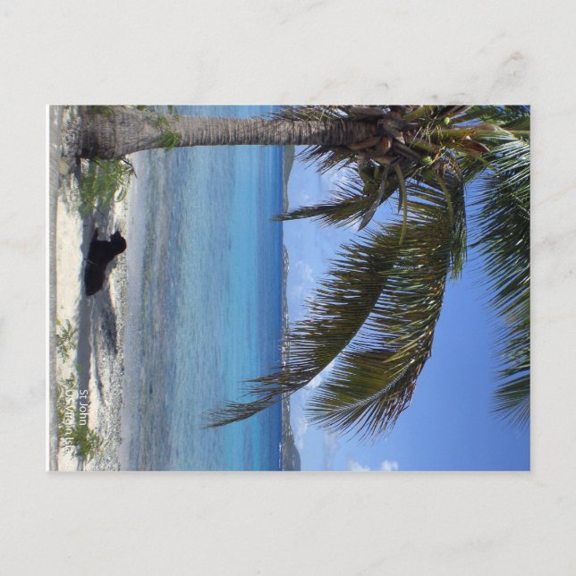 Elaine's hund in St. John, USVI Vykort (Framsida)