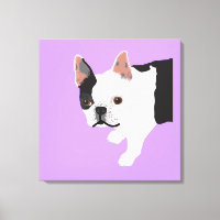 Elaines Toby Boston Terrier