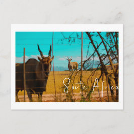 Eland Antelope Animal South Africa ZA Vykort
