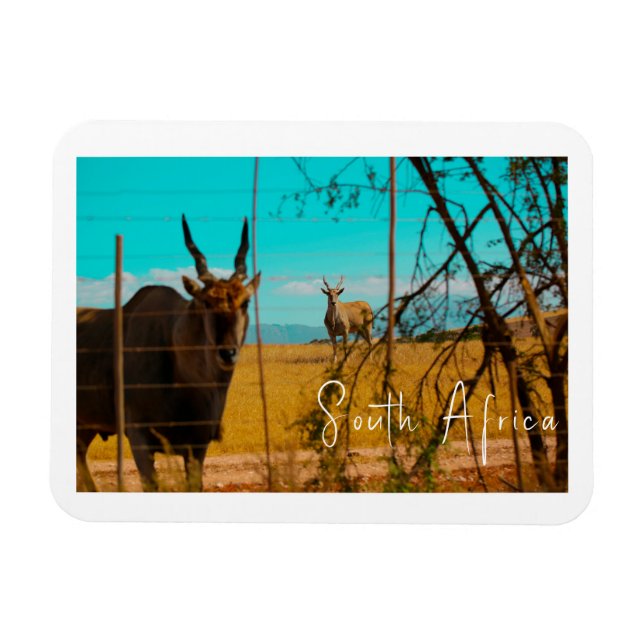 Eland Antelope Animal South Afrika ZA Magnet (Horisontell)