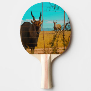 Eland Antelope Animal South Afrika ZA Pingisracket