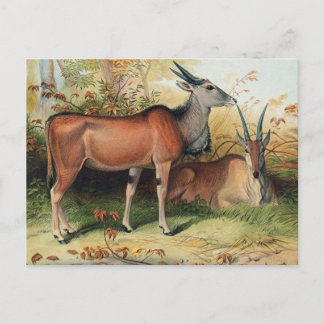 Elanden av Joseph Wolf Vykort