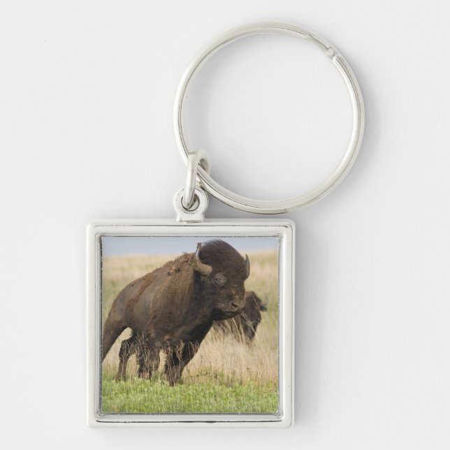 Elddopad ung bison-tjur på Tallgrass Fyrkantig Silverfärgad Nyckelring (Framsidan)