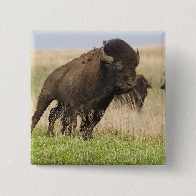 Elddopad ung bison-tjur på Tallgrass Knapp (Framsida)