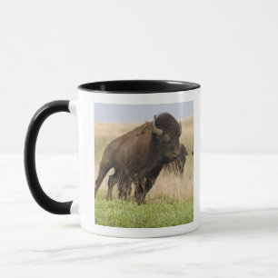 Elddopad ung bison-tjur på Tallgrass Mugg