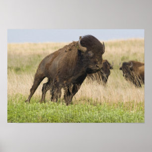 Elddopad ung bison-tjur på Tallgrass Poster