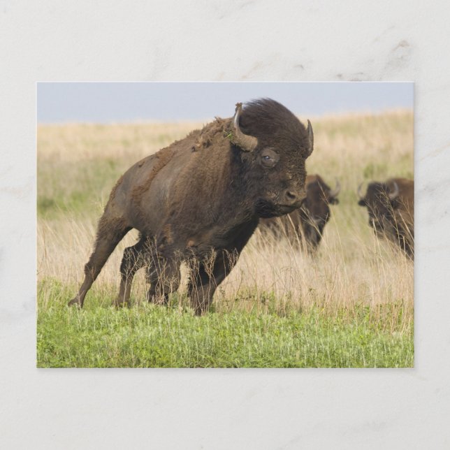 Elddopad ung bisonoxe på Tallgrass Vykort (Framsida)