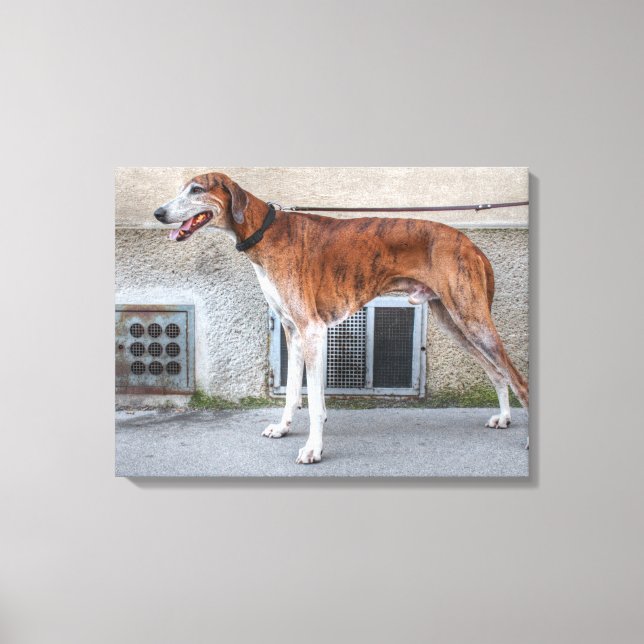 Elder Brindle Greyhound Canvastryck (Framsida)