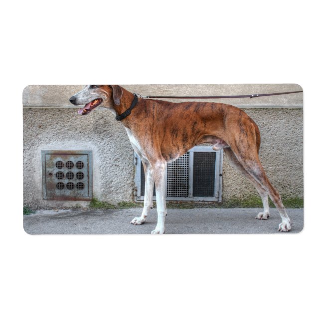 Elder Brindle Greyhound Fraktsedel (Framsidan)