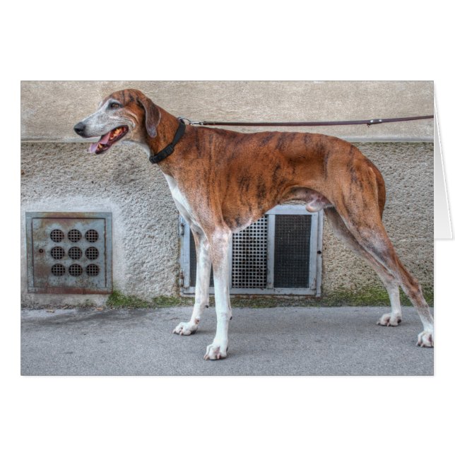 Elder Brindle Greyhound Hälsningskort (Framsidan Horizontal)