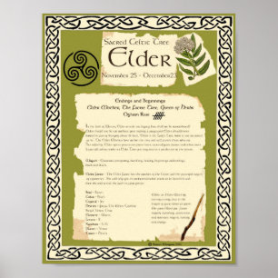 ELDER CELTIC HELIG TRÄD POSTER