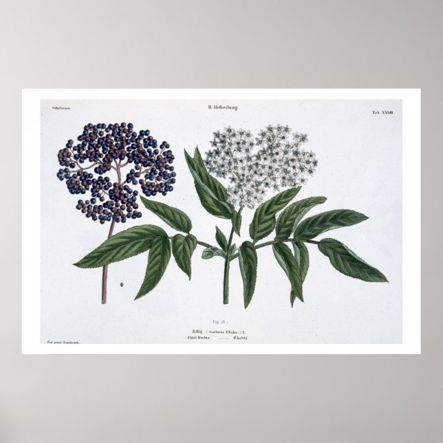 Elder, figur 13 från "The Young Landsman", publish Poster (Framsidan)