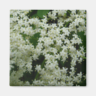 Elderberry Blommars Magnet