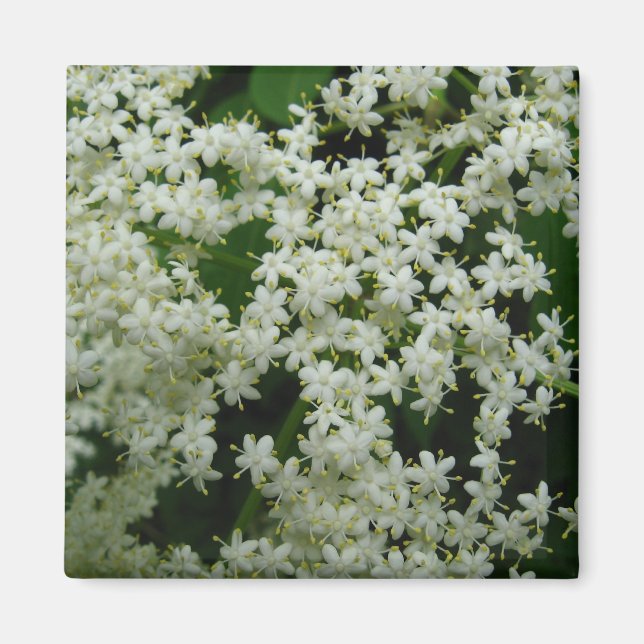 Elderberry Blommars Magnet (Framsidan)